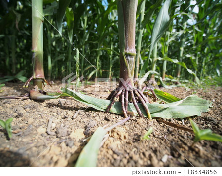 玉米根種植在田裡 玉米根種植在田裡 118334856