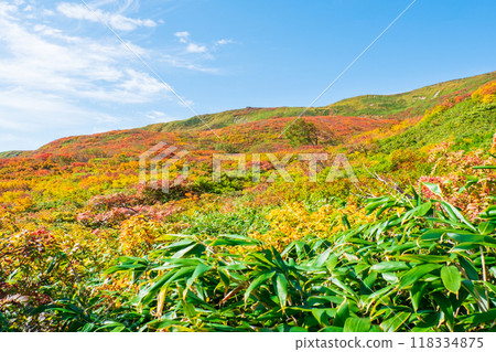 Autumn climbing of Mt. Yakeishi (Ginmeisui refuge hut to Ubaishi-daira): Autumn leaves of Mt. Yoko 118334875