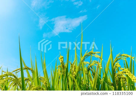 Blue sky and green rice growing vigorously Blue sky and green rice growing vigorously 118335100