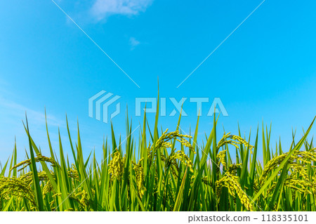 蔚藍的天空與茁壯的藍稻穗 118335101