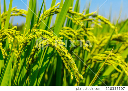 Blue sky and green rice growing vigorously Blue sky and green rice growing vigorously 118335107