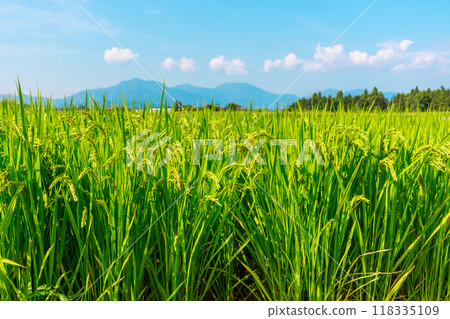 Blue sky and green rice growing vigorously 118335109