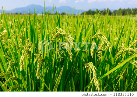 Blue sky and green rice growing vigorously 118335110