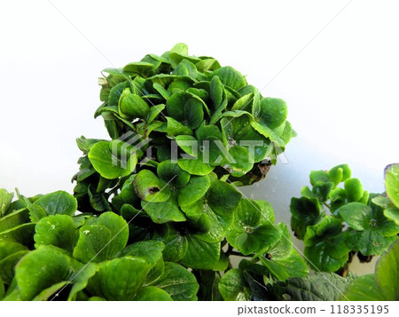 神奇的紅紫水晶 神奇的紅紫水晶 118335195