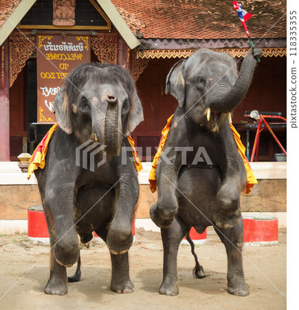 Elephant show in Phuket zoo 118335355