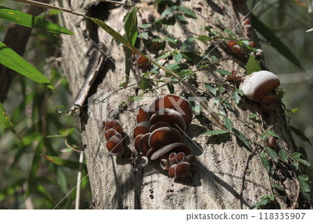 Agaricus wood ear growing on a dead tree 118335907