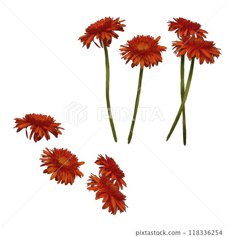 非洲菊插圖素材 非洲菊插圖素材 118336254