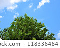 綠樹映襯著藍天 118336484