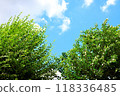 藍天中的綠樹 118336485