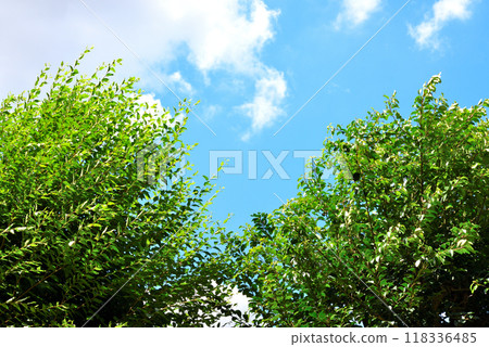 green trees in the blue sky green trees in the blue sky 118336485