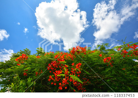 藍天、白雲與鳳凰木 118337453