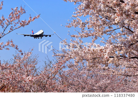 Cherry blossom tunnel 118337480