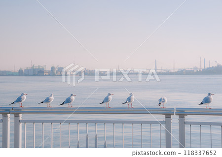Seagulls gathering on the harbor quay 118337652