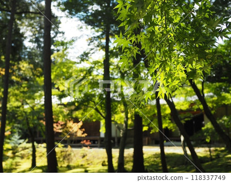 京都西芳寺的藍色秋葉 118337749
