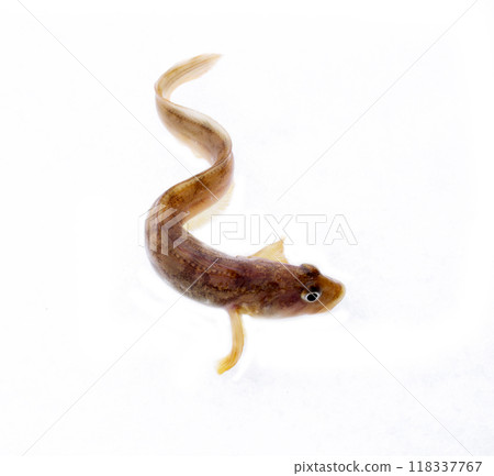 very attractive animal in different poses very attractive animal in different poses 118337767