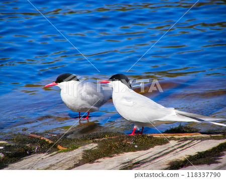 Pair of common Terns Pair of common Terns 118337790