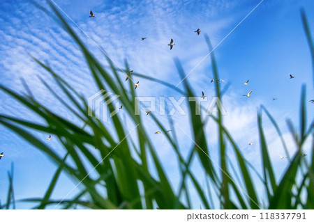 Seaside grass and seagulls in blue sky Seaside grass and seagulls in blue sky 118337791