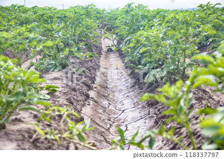 Planting potatoes with irrigational system Planting potatoes with irrigational system 118337797