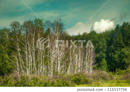 Beautiful landscape summer birchwood Beautiful landscape summer birchwood 118337798