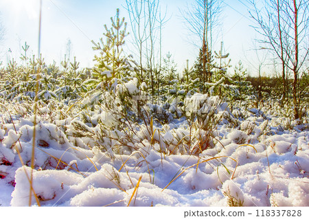 bright winter Sunny forest with snow and fir trees. bright winter Sunny forest with snow and fir trees. 118337828