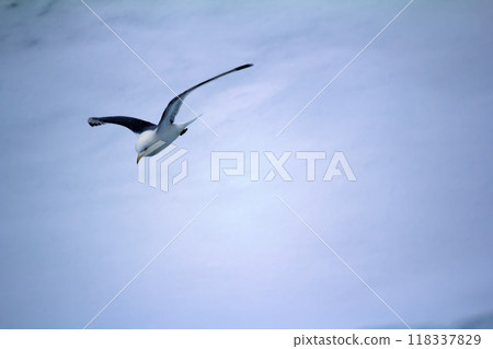 Kittiwakes are one of few bird species that fly to North pole Kittiwakes are one of few bird species that fly to North pole 118337829