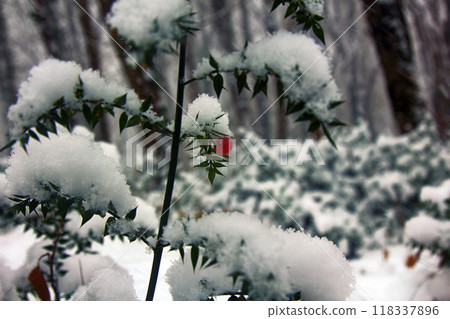 Butchers-broom (Ruscus aculeatus) - subtropical evergreen 118337896