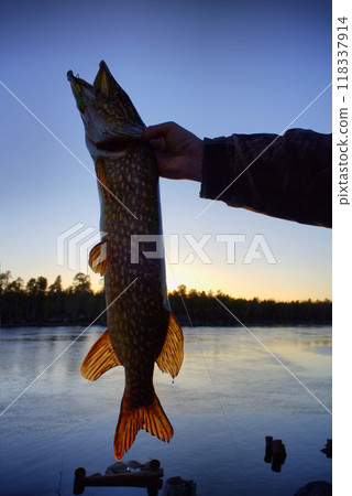 pike fishing big Northern fish pike fishing big Northern fish 118337914