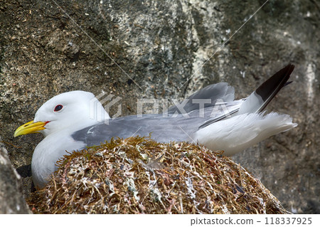 Plot rookery with nests of Kittiwakes Plot rookery with nests of Kittiwakes 118337925