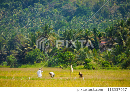 several unrecognizable men working in rice field 118337937