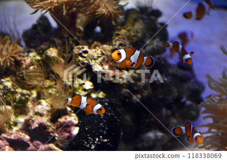 Clown anemonefish Clown anemonefish 118338069
