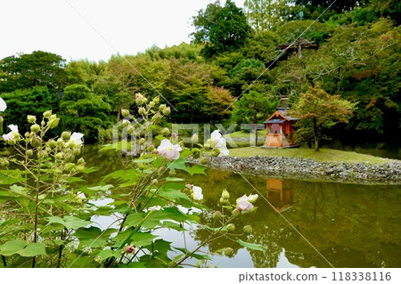 Joruriji Temple: View of Takaraike Pond through Hibiscus flowers, Kamo Town, Kizugawa City, Kyoto Prefecture 118338116
