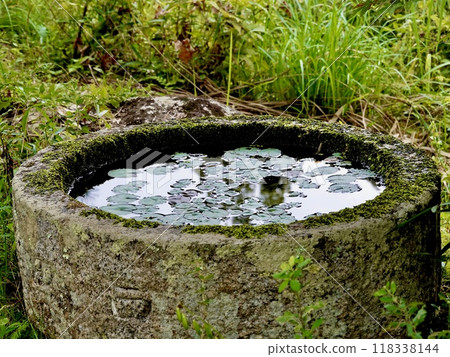 淨琉璃寺 - 院內古井湧出的睡蓮盆在水面上閃閃發光的景觀 - 京都府木津川市加茂町 淨琉璃寺 - 院內古井湧出的睡蓮盆在水面上閃閃發光的景觀 - 京都府木津川市加茂町 118338144