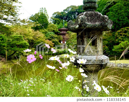 Joruriji Temple: A view of Takaraike Pond and the three-story pagoda through cosmos and stone lanterns, Kamo-cho, Kizugawa City, Kyoto Prefecture 118338145