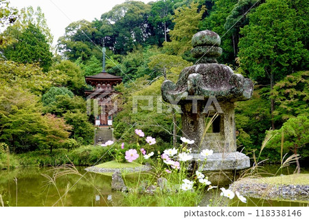 京都府木津川市加茂町淨琉璃寺、透過波斯菊和石燈籠欣賞寶池和三層寶塔的景色 京都府木津川市加茂町淨琉璃寺、透過波斯菊和石燈籠欣賞寶池和三層寶塔的景色 118338146