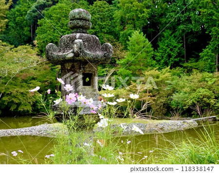 Joruriji Temple: View of Takaraike Pond through cosmos and stone lanterns, Kamo Town, Kizugawa City, Kyoto Prefecture 118338147