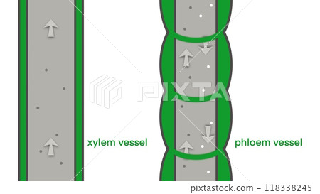 illustration of biology, Xylem vessel and Phloem vessel, Transport in plants, Xylem moves water from roots to the leaves, and phloem moves food from the leaves to the rest of the plant 118338245