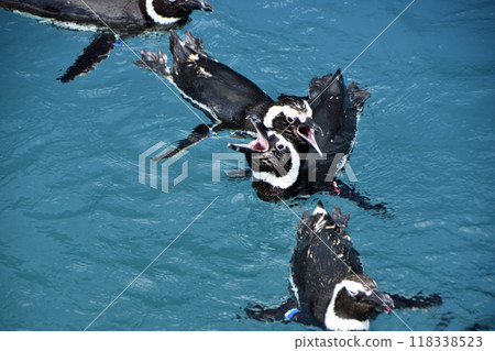 Magellan penguin Magellan penguin 118338523