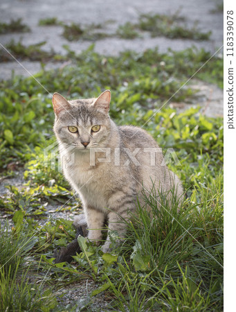 Cute grey stray cat sits on the ground in summer, vertical image, selected focus. 118339078