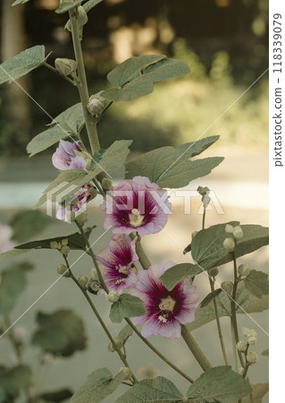 Crimson hollyhock plant in bloom in summer, Alcea, vertical image, selective focus. 118339079