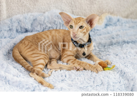 Lovely red striped oriental kitten in a collar and big ears lies on terry background with a toy between his paws, selective focus. 118339080