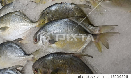 Snubnose pompano on ice in supermarket Snubnose pompano on ice in supermarket 118339206