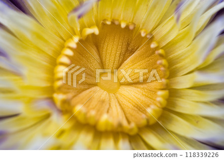 美麗的睡蓮花在夏天盛開 118339226