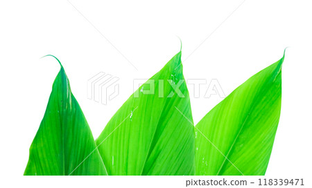 Cut out image of green turmeric leaf with detailed clipping paths, placed on a white background, capturing the leaf unique shape and texture for seamless use in various projects. 118339471
