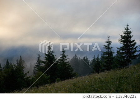 Foggy morning in meadow. Field, dotted with small pine trees and wildflowers, partially obscured by thick mist. In the background, dense forest of tall pine trees emerges through the fog. 118340222