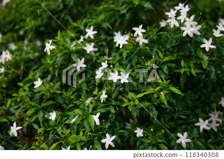 雨後一朵白色的小花 雨後一朵白色的小花 118340308