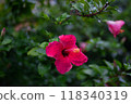 Red flowers after the rain 118340319