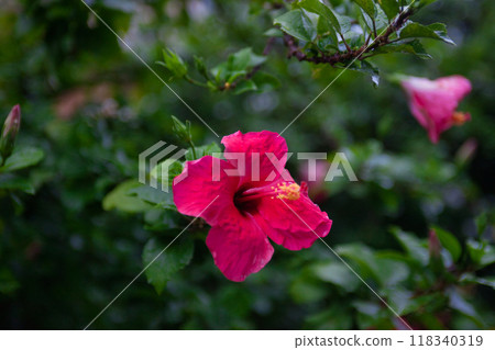 Red flowers after the rain 118340319