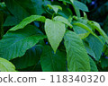 Deep green leaves after the rain 118340320