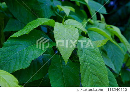 Deep green leaves after the rain Deep green leaves after the rain 118340320