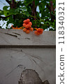 Orange flowers after the rain 118340321